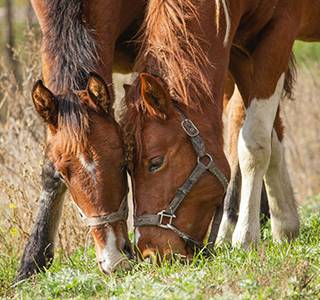 Horses